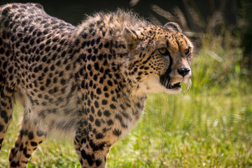 Southern Cheetah