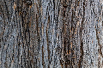Closeup Tree Bark Texture Background