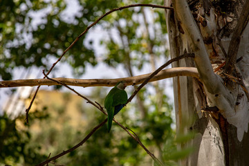 Rome Italy. 30 July 2019. Parrots cool off from the hot weather by diving into a puddle of water.
