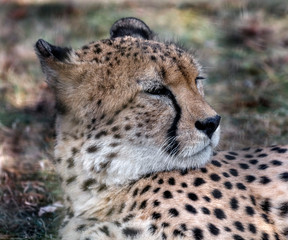 Cheetah at rest on the lawn. Latin name - Acinonyx jubatus	