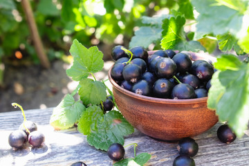 Black currant Black currant berries against the currant bush in the garden. Harvesting black currant.