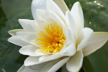 white water lily in pond