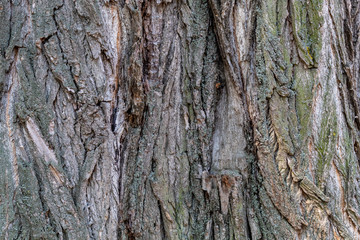 Closeup Tree Bark Texture Background