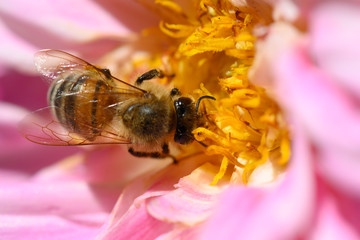 bee on flower