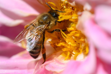bee on flower