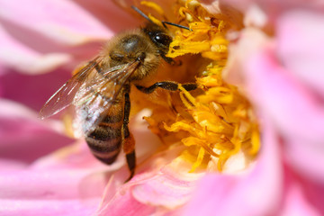 bee on flower