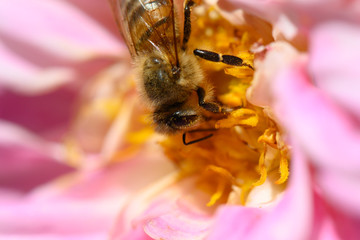 bee on flower