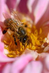 bee on flower