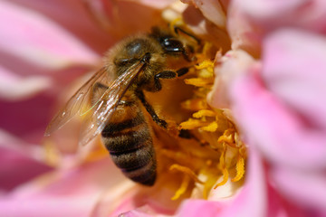 bee on flower