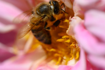 bee on flower