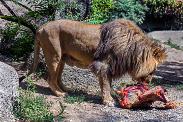 Lion male tearing a big piece of meat. Latin name - Panthera leo