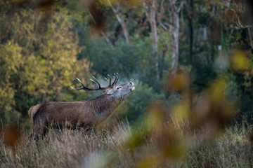 Red stag deer during autumn rutting season