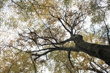 Fototapeta na wymiar rami di un'albero in carso 