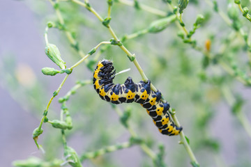 ホソバセダカモクメの幼虫