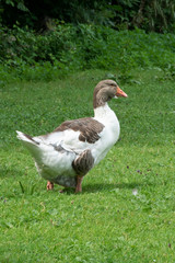 Wildgans