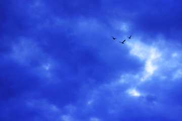 Silhouettes of three ducks in the evening sky