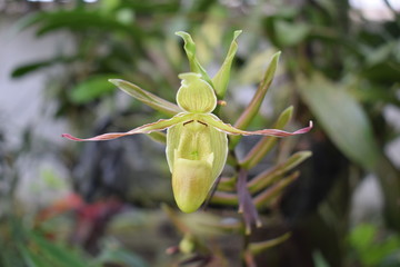 Orqu&iacute;dea