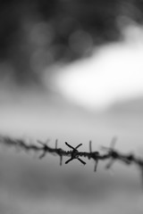 Barbed wire fence bordering field