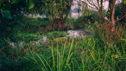 Morning nature in sunlight and dew