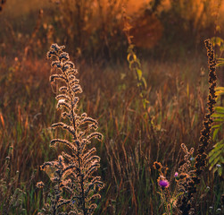 Morning nature in sunlight and dew