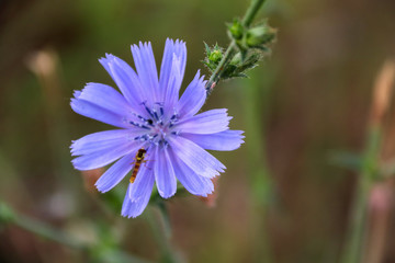 Fototapeta premium Wild flowers in summer