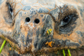 Cute portrait of galapagos turtle eating plants in Ecuador