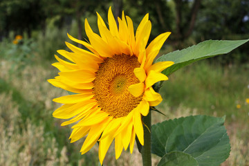 Bright yellow sunflower in summer