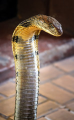 Fototapeta premium close up of king cobra : the world's longest and deadly venomous snake