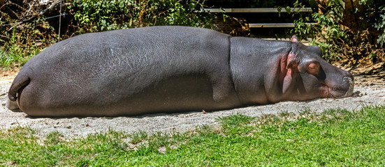 Young hippopotamus sleeping on the sand in its enclosure. Latin name - Hippopotamus amphibius