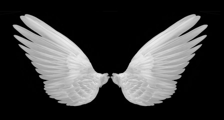 Fototapeta na wymiar white wings of bird on black background