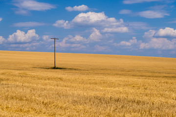 Fototapeta na wymiar Golden wheat field against a blue sky, Ukraine