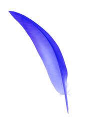 blue feather isolated on white background