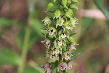 Wild orchids in summer