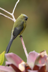 Long-tailed silky-flycatcher holding berry sitting on branch