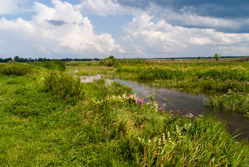 Lato nad Narwią. Narwiański Park Narodowy. Podlasie, Polska © podlaski49