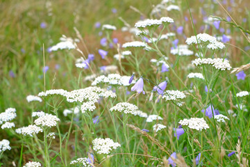 Schafsgarbe mit blauen Blumen  © Erik
