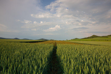 Field of garlic  in Central Bohemian Highlands, Czech Republic.
