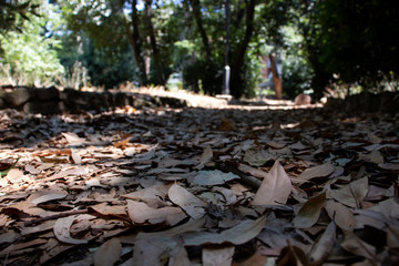 Rome Italy. A ray of sunshine hits the many leaves piled in a park driveway.