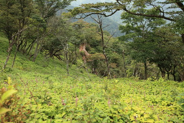見返り草の群生