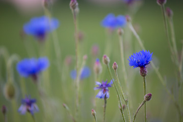 Closeup of cornflowers on a summer field