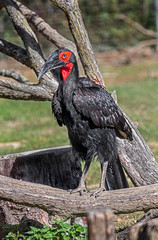 Southern ground hornbill. Latin name - Bucorvus leadbeateri	