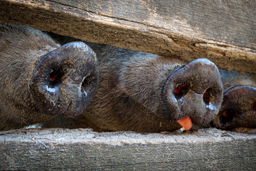 Pigs with snouts visible in the pen