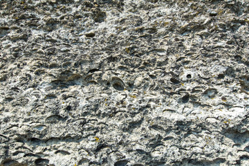 fossilized shells of ancient paratethys sea near orheiul vechi, republic of moldova