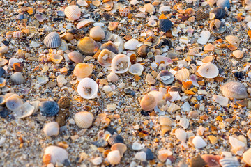 small shells and fragments spread in the sand abstract photo
