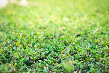 Green leaves texture background with sunlight in the summer season at the garden field.
