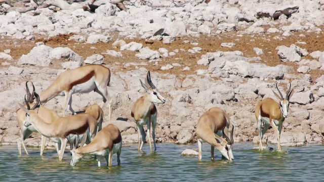 springbok antelopes drink water