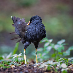 bird