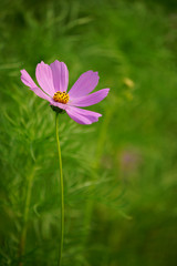 Obraz premium Soft focus blooming pink cosmos flower with blurred background.