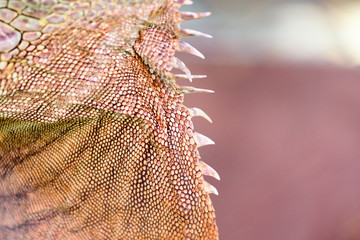 Colorful skin of Iguana  textured background.