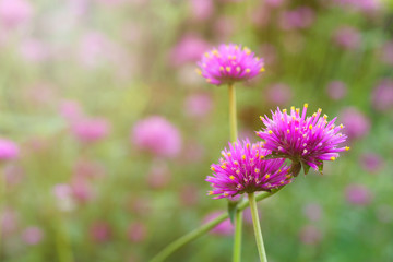 Colorful Purple flowers on the blur background